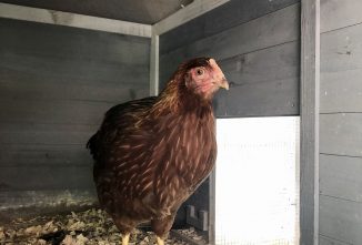 Choosing the Best Chicken Coop Size for Your Flock